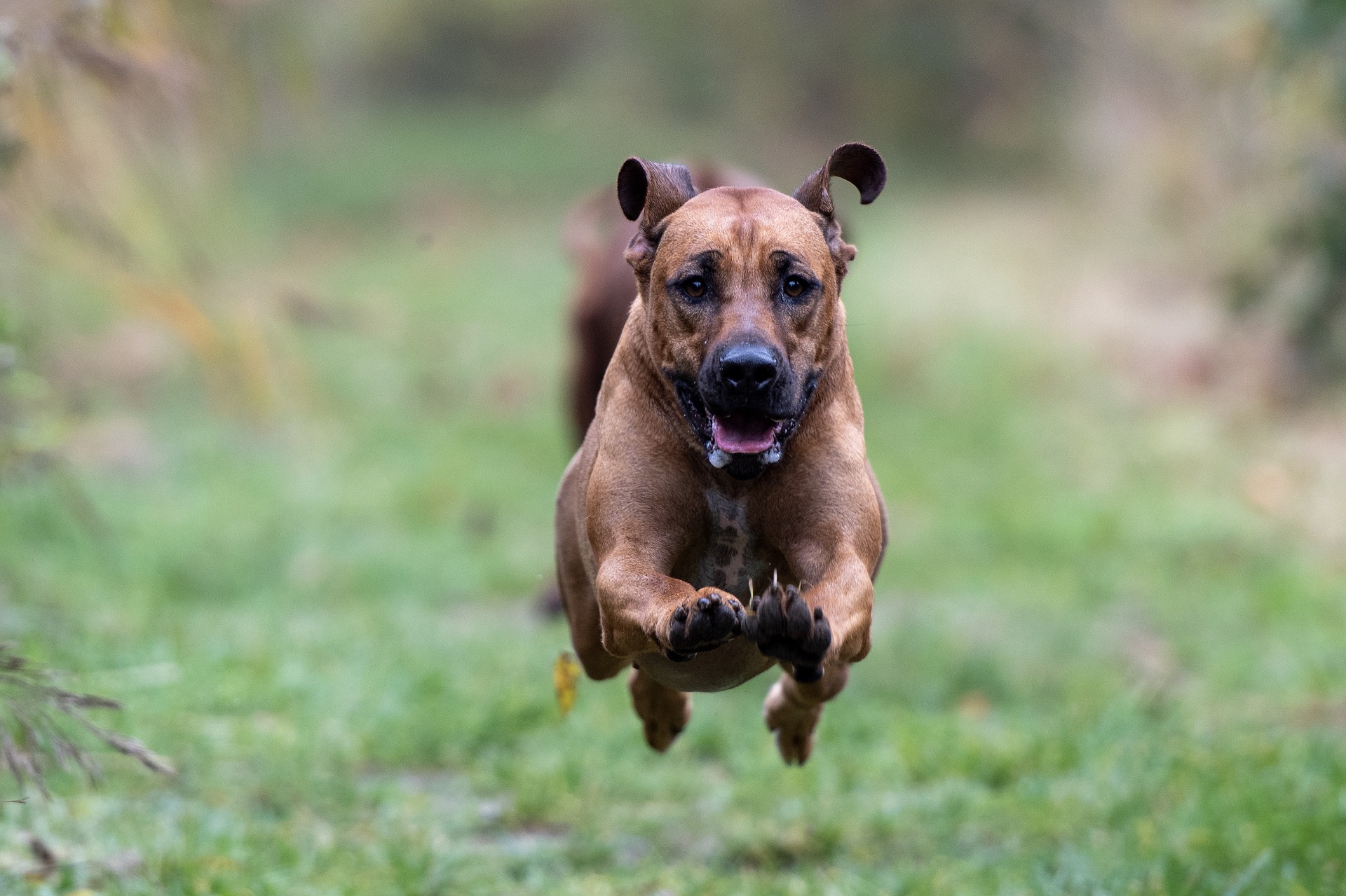Drei Hunde Reissen Ein Reh In Den Sandbergen Besitzerin Fluchtet Cdu Ortsverband Holm
